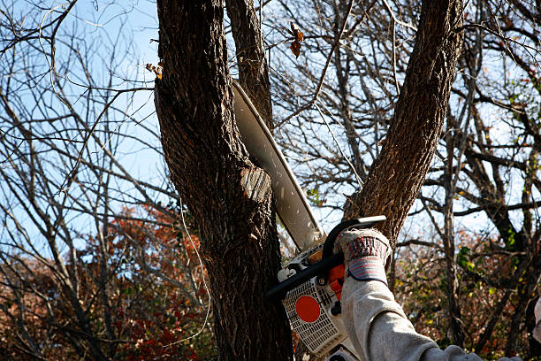 Best Arborist Consultation Services  in Dimmitt, TX